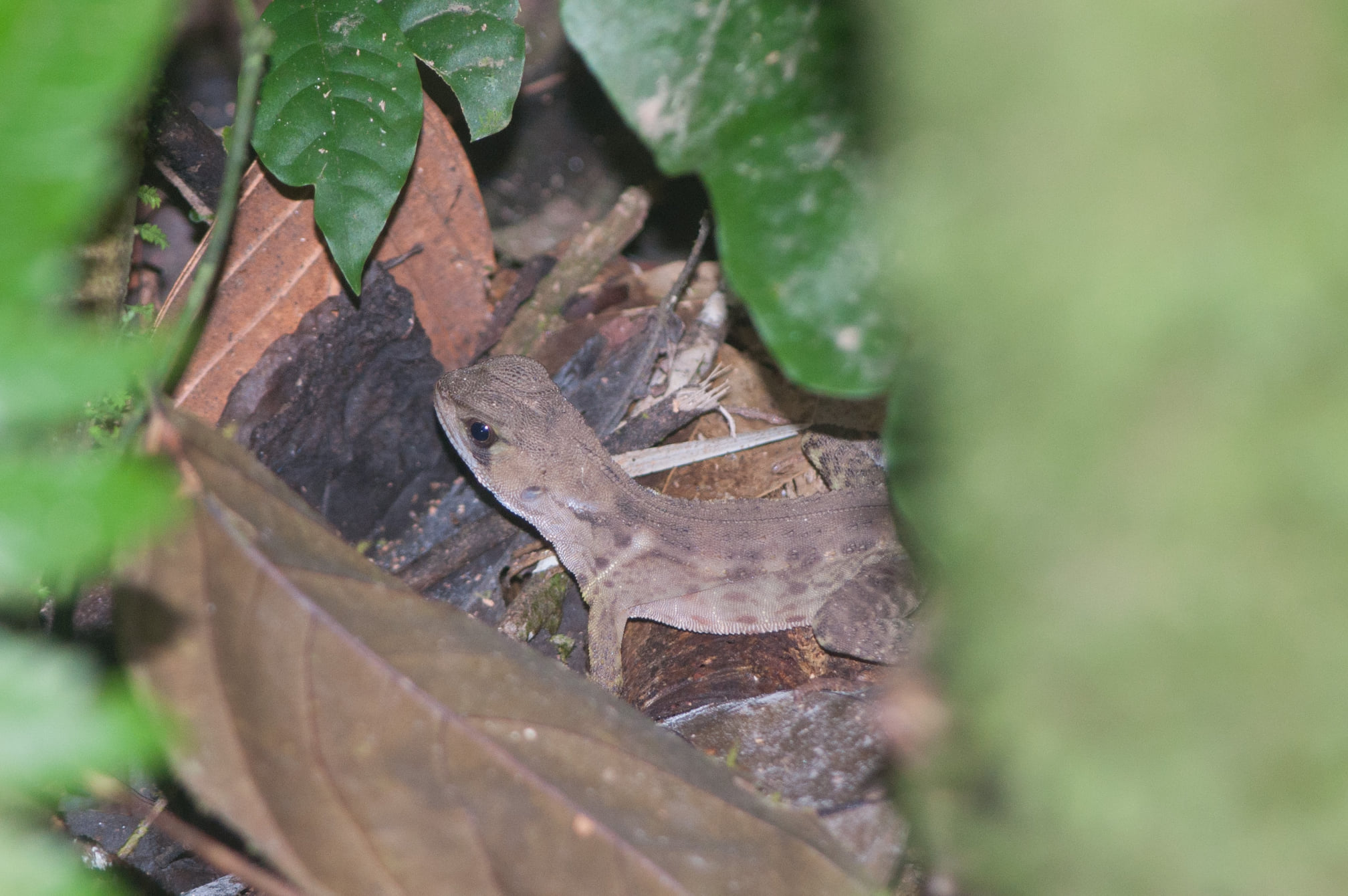 Bocourt's Dwarf-Iguana at Tesoro Escondido